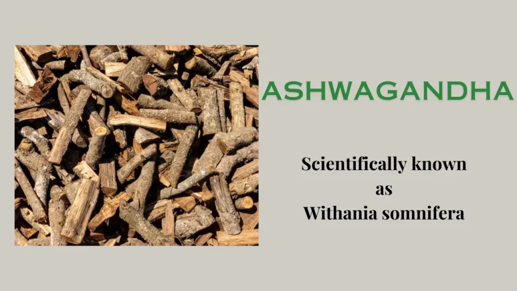 Benefits of Ashwagandha: its Origin, Uses, Potential Advantages, and Side Effects