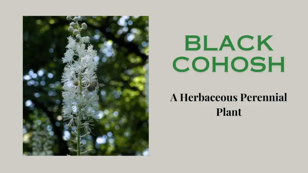 Black Cohosh plant: A Comprehensive guide
