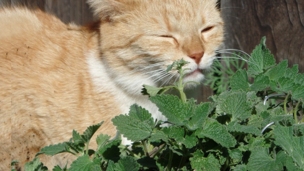 Uses of Catnip Plant: A Comprehensive Guide
