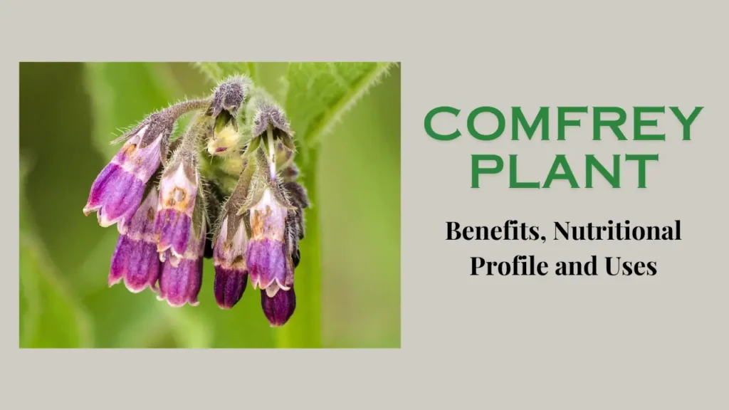 Comfrey Plant: Definition, Benefits, Nutritional Profile and Uses