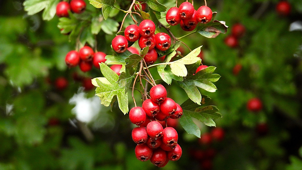 Hawthorn tree: Definition, Uses, Health Benefits and side effect