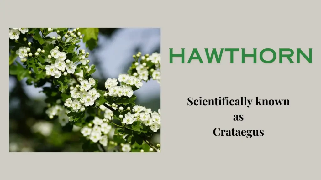 Hawthorn tree: Definition, Uses, Health Benefits and side effect