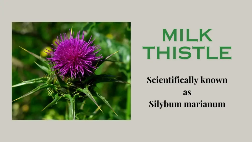 Health Benefits of Milk Thistle: How to Incorporate this into Your Routine