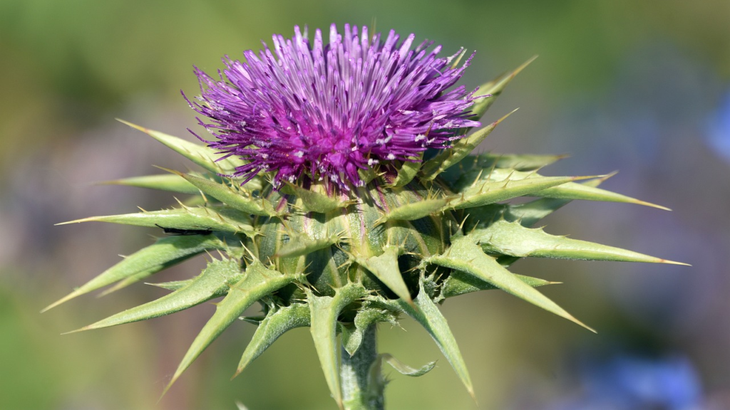 Health Benefits Of Milk Thistle How To Incorporate This Into Your 