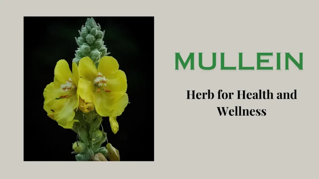 Medicinal Properties of Mullein: Herb for Health and Wellness