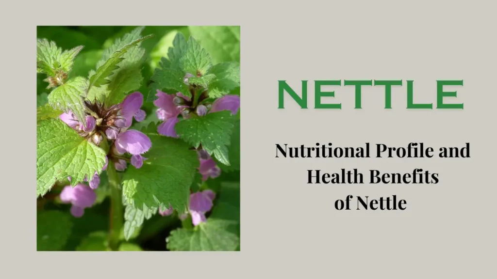 Nutritional Profile of Nettle: its Health Benefits, Precautions and Considerations