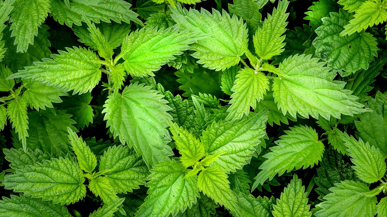 Nutritional Profile of Nettle : its Health Benefits, Precautions and Considerations