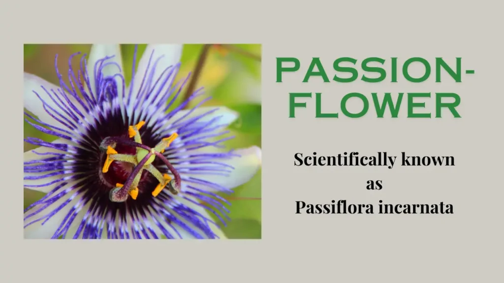 Passionflower: Benefits of Nature’s Calming Wonder