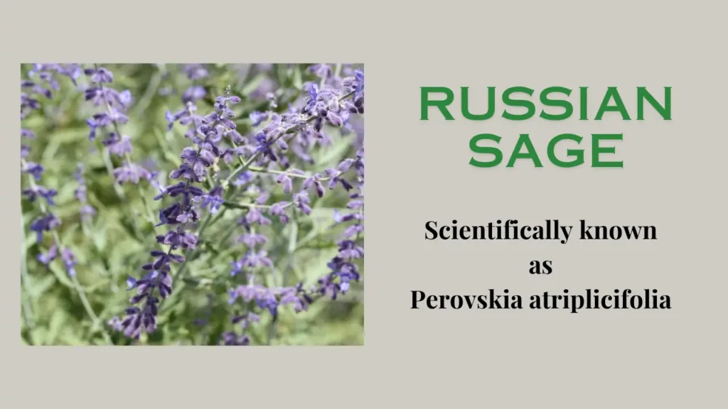 Russian Sage: A Comprehensive Guide