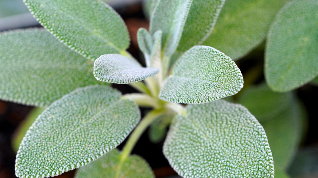 Sage Herb Varieties And Health Benefits The Medicinal Plants Sage Herb Varieties And Health Benefits The Medicinal Plants