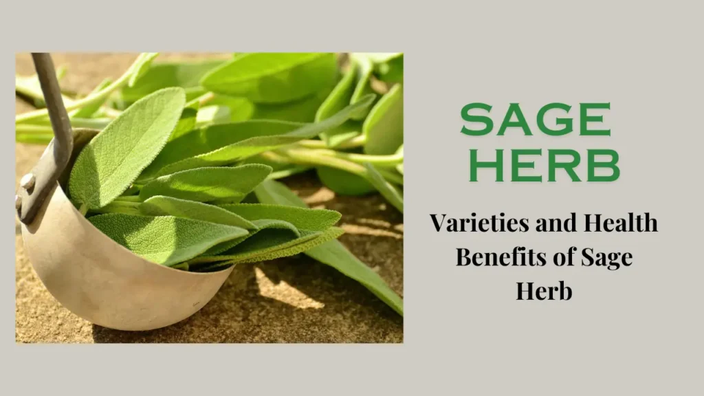 Sage Herb: Varieties and Health Benefits of Sage Herb