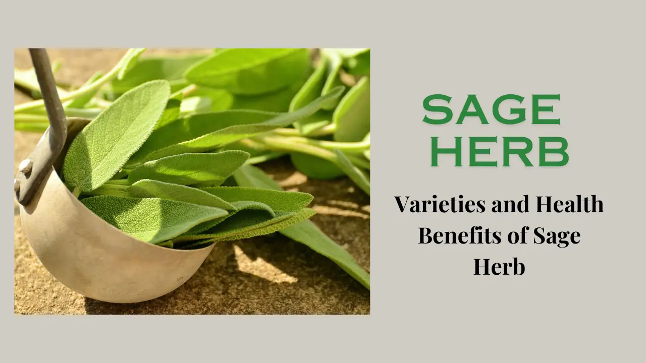 Sage Herb Varieties and Health BenefitsThe Medicinal Plants