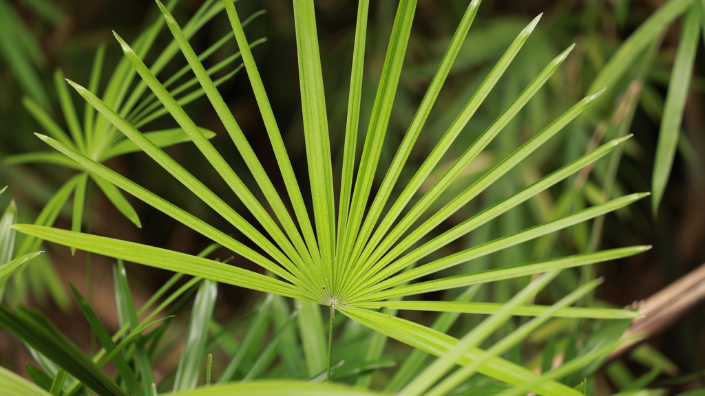 Health Benefits Of Saw Palmetto: Its Nutritional Composition, Uses The ...