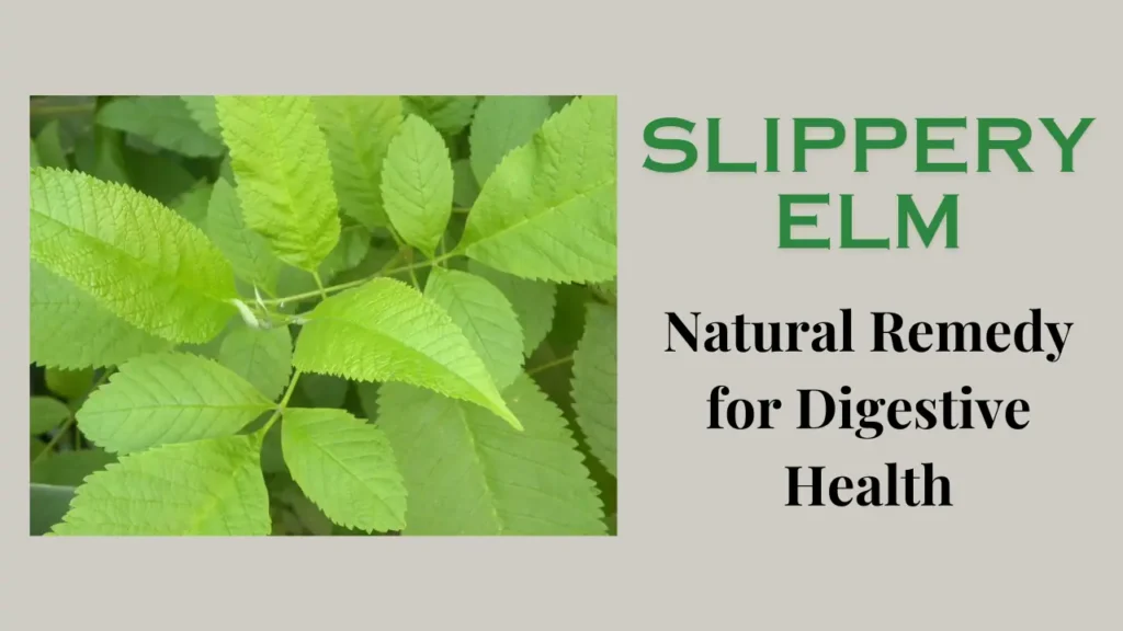 Slippery Elm: The Natural Remedy for Digestive Health