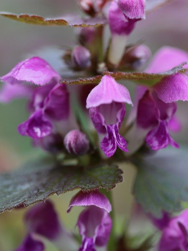 flower Nettle