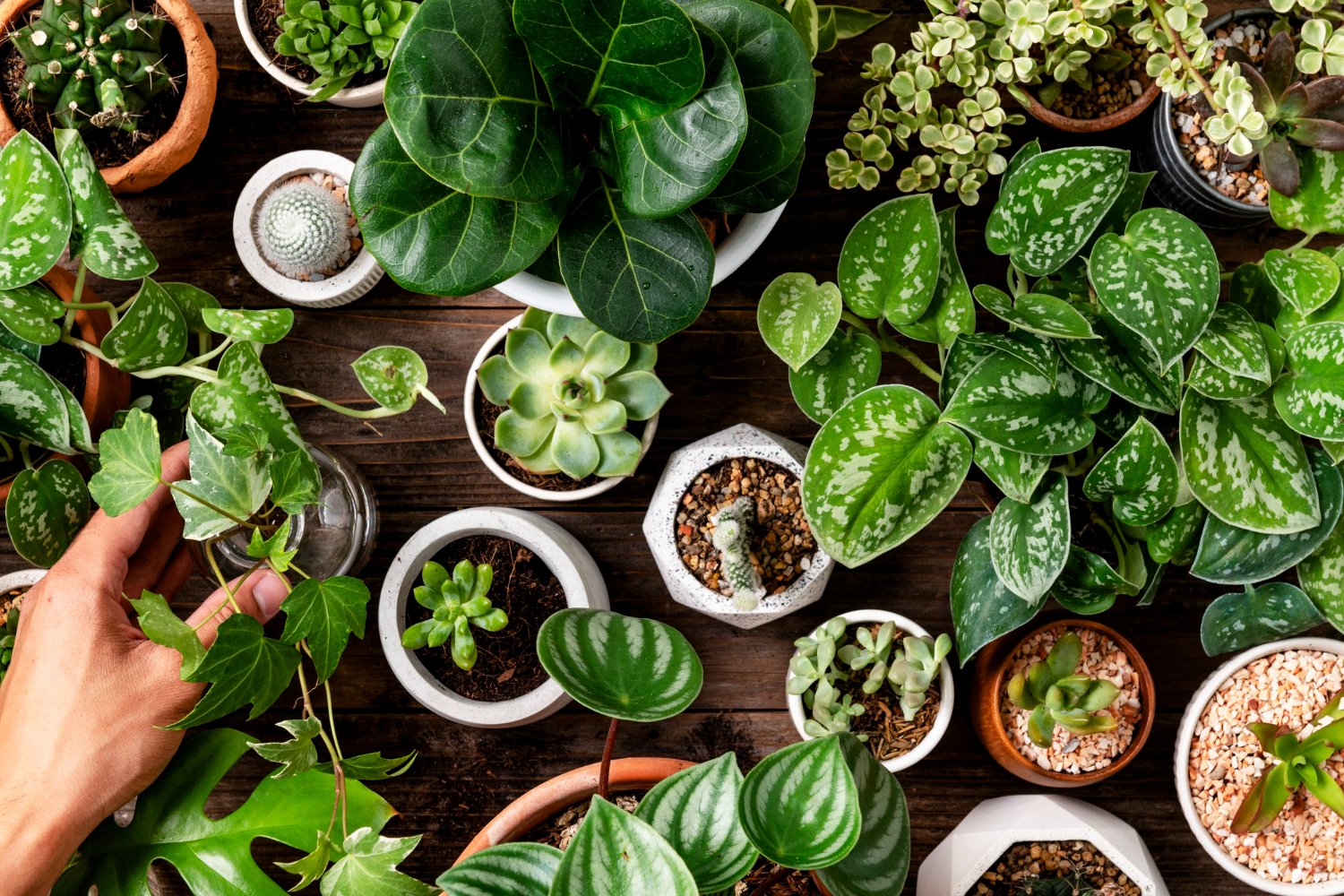 The Medicinal plants