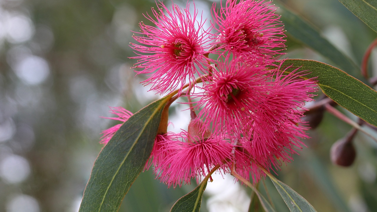 Eucalyptus: Uses, Side Effects, and Medicinal Benefits