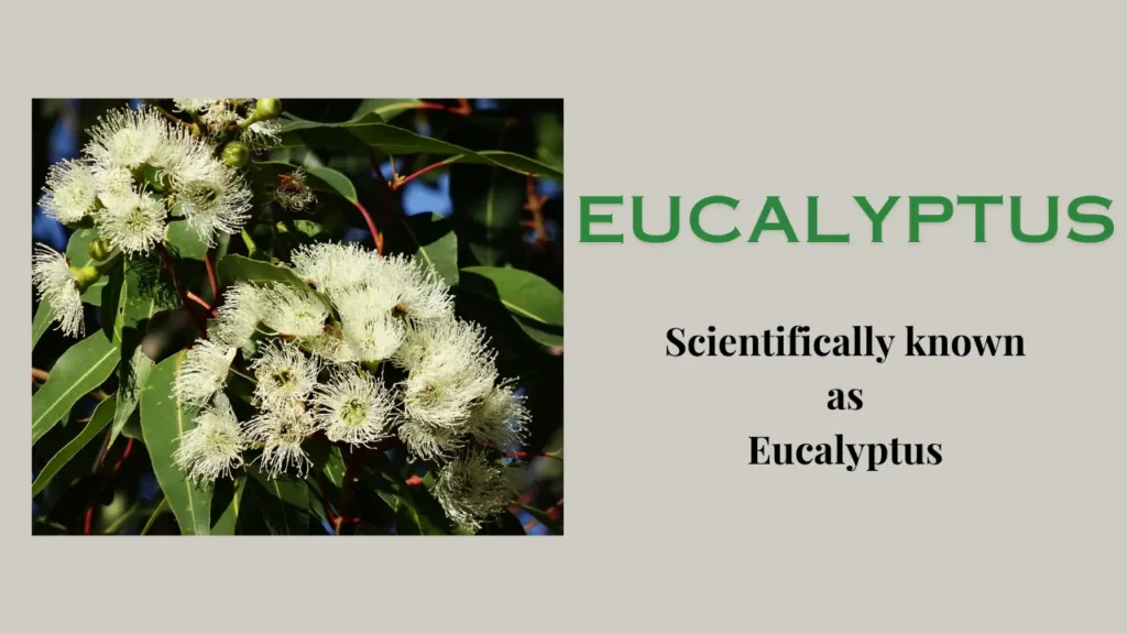 Eucalyptus: Uses, Side Effects, and Medicinal Benefits