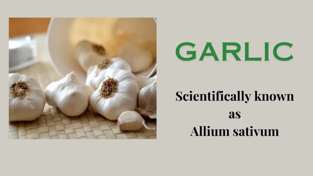 Garlic: Nutritional Value and Health Benefits