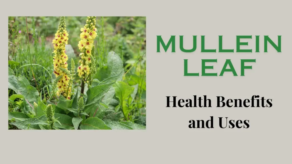 Mullein Leaf: Introduction, Health Benefits and Uses