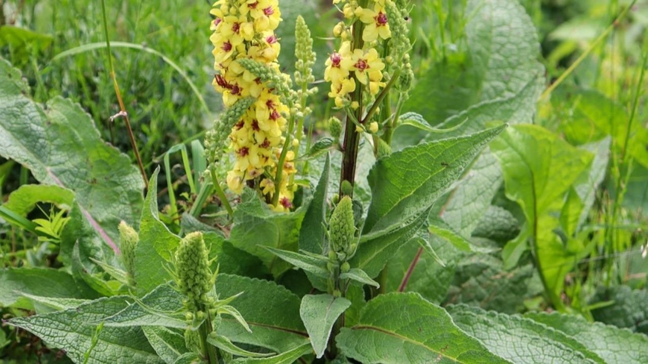 Mullein Leaf: Introduction, Health Benefits and Uses