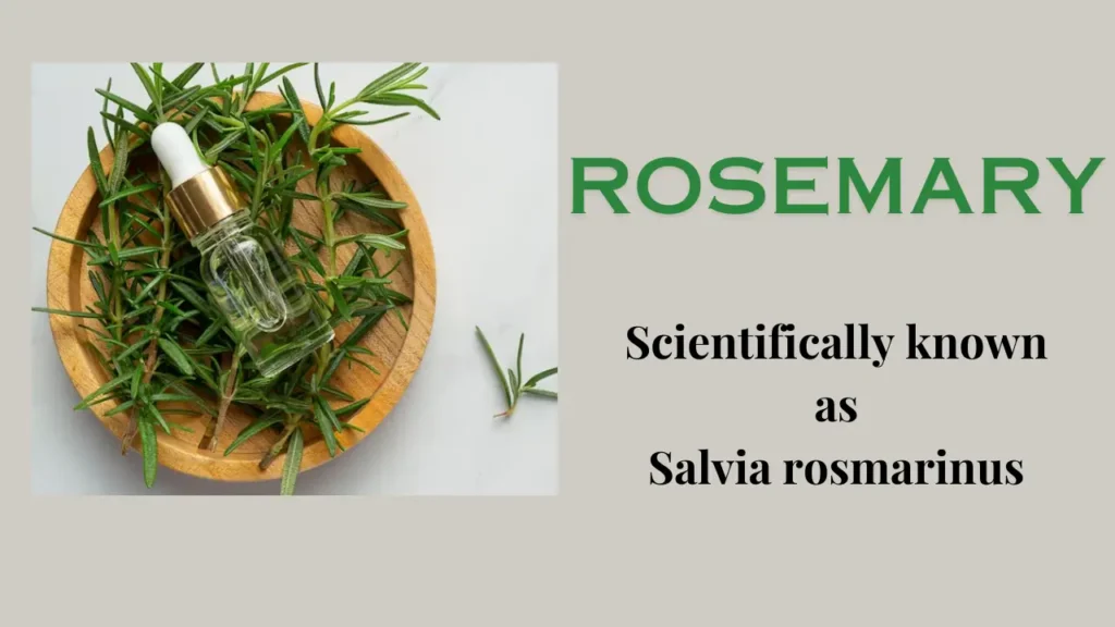 Rosemary: History, Health Benefits, Uses, and Precautions