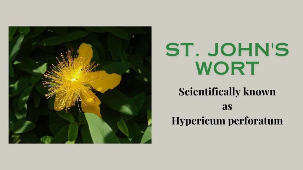 St. John's Wort Plant: History, benefits, uses, healthcare