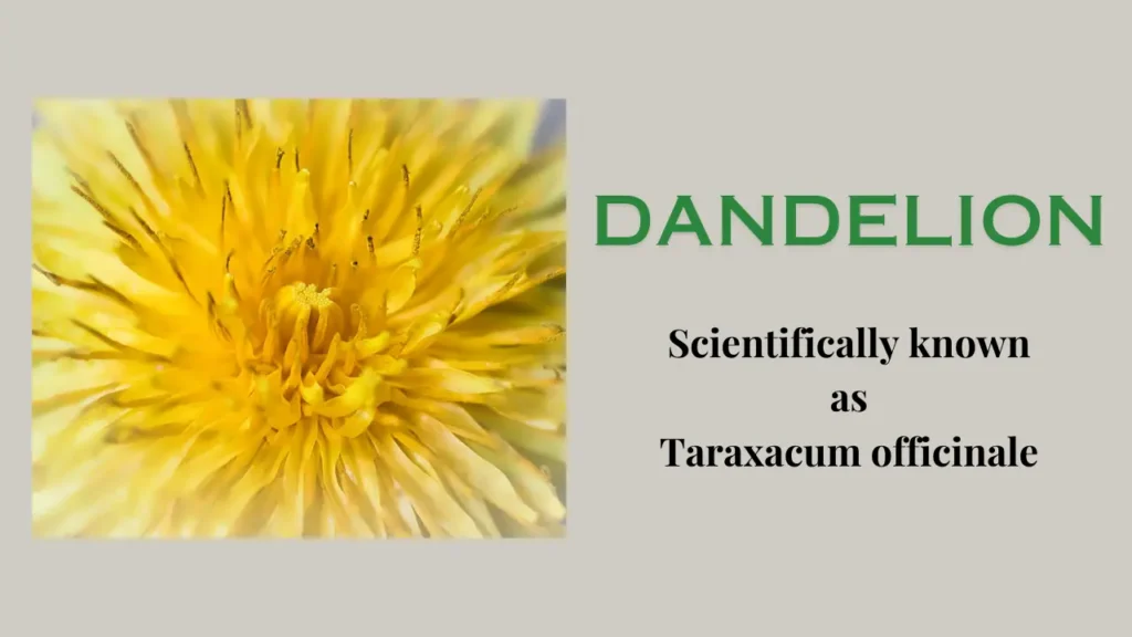 Dandelion: Nutritional Value, Medicinal Benefits, and Side Effects