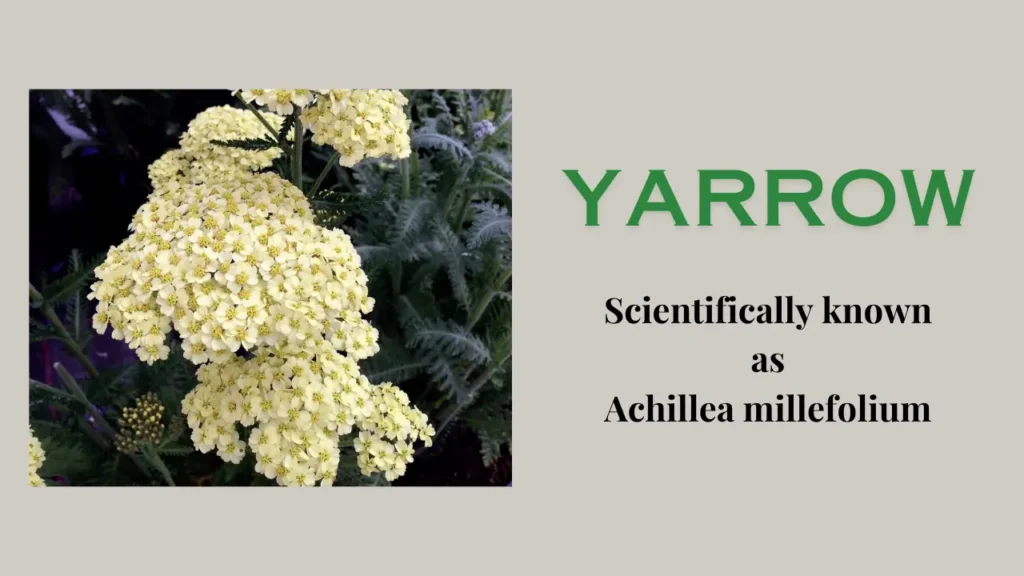 Yarrow Plant: Introduction, Uses, and Side Effects