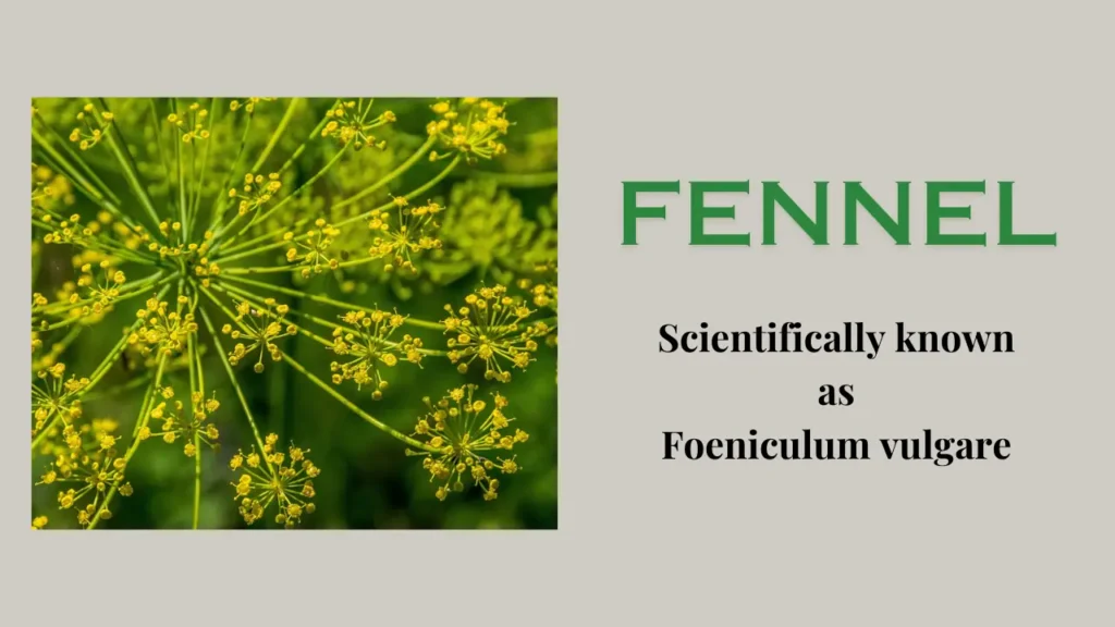 Fennel: Definition, Varieties, Uses, Benefits, Side Effects