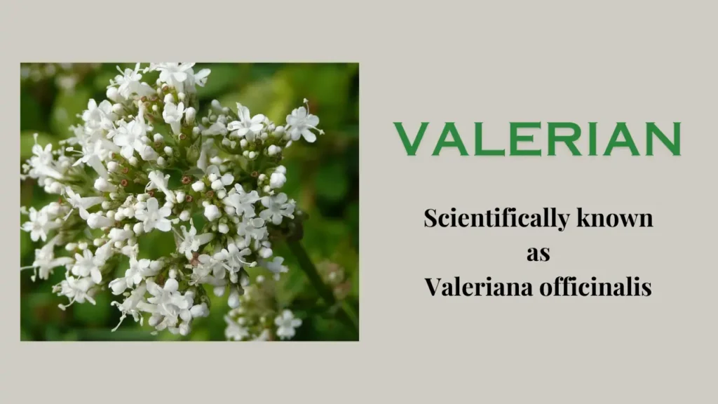 Valerian Herb: definition, benefit, usage, side effects