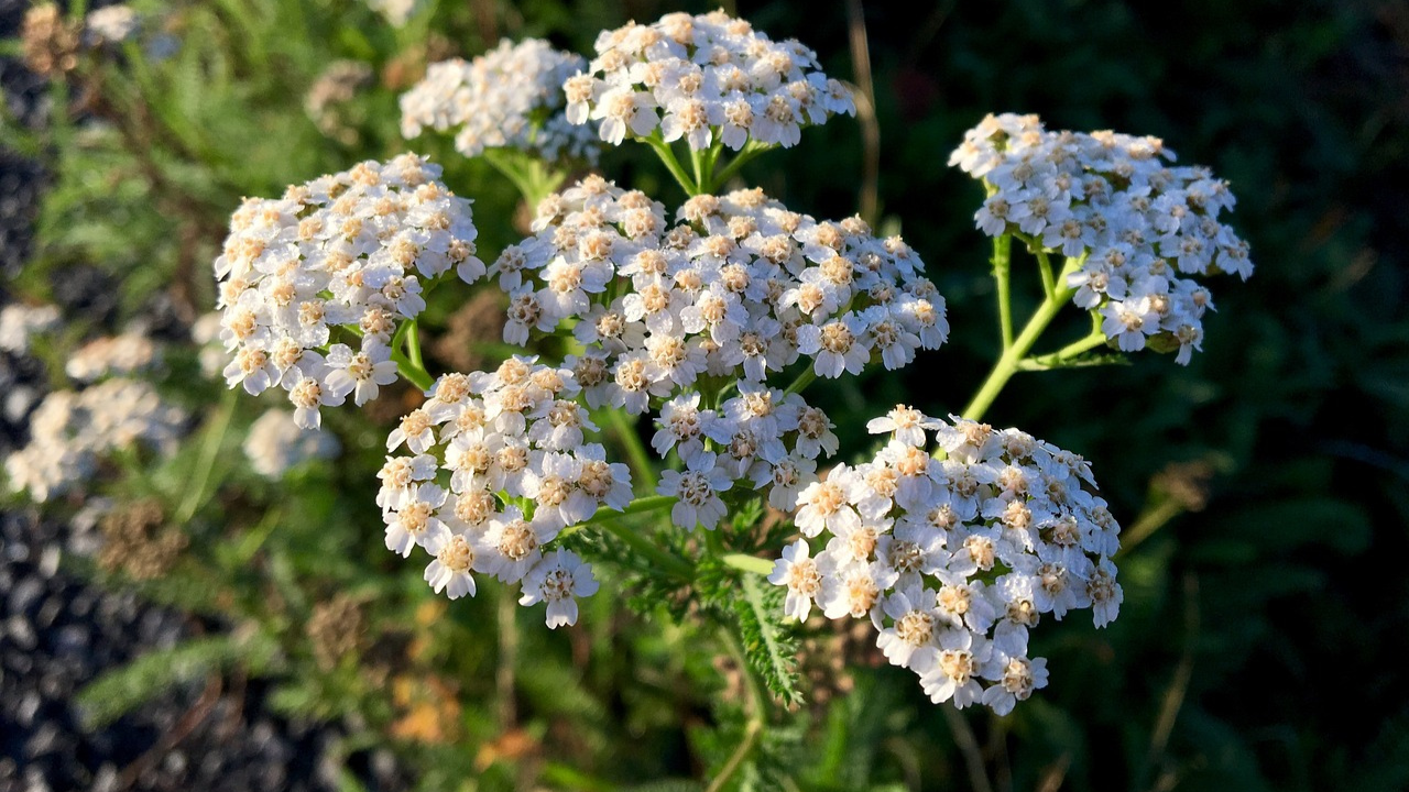 Yarrow Plant: Introduction, Uses, and Side Effects
