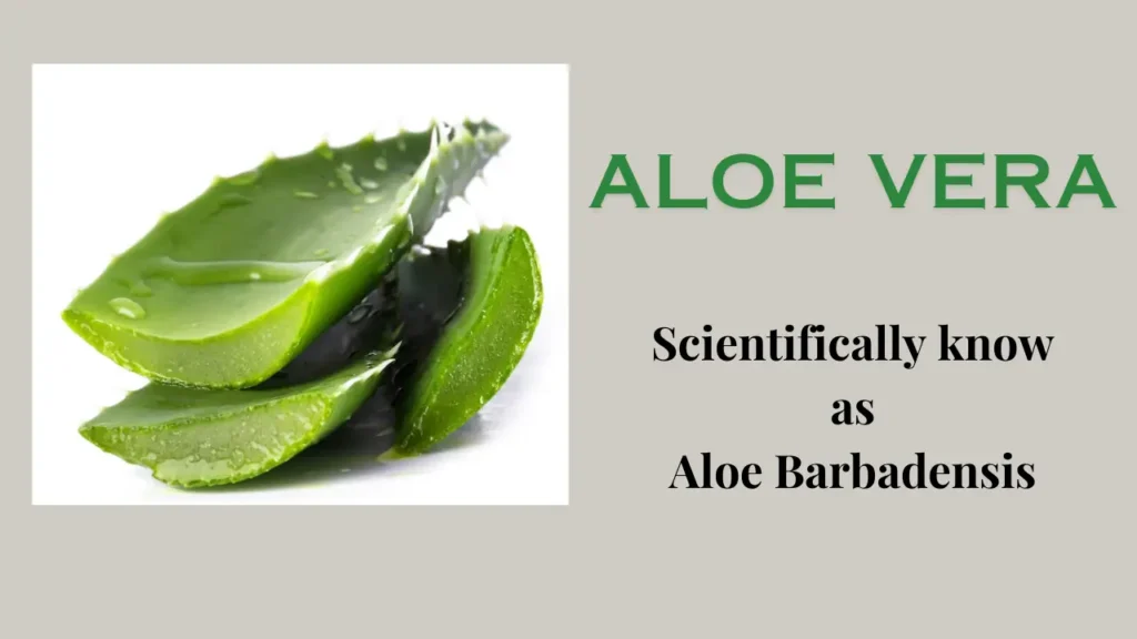 Benefits of Aloe Vera: Nature’s Healing Plant