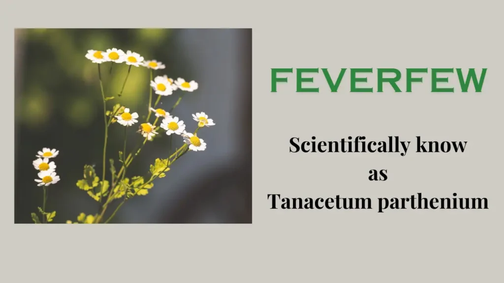 Feverfew plant: Health Benefits, Usage and Side Effect