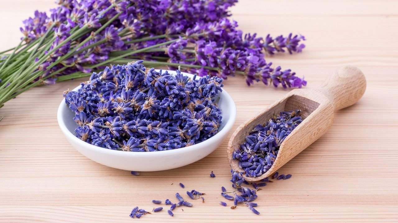 Lavender: Introduction, Cultivation, Uses and Benefits