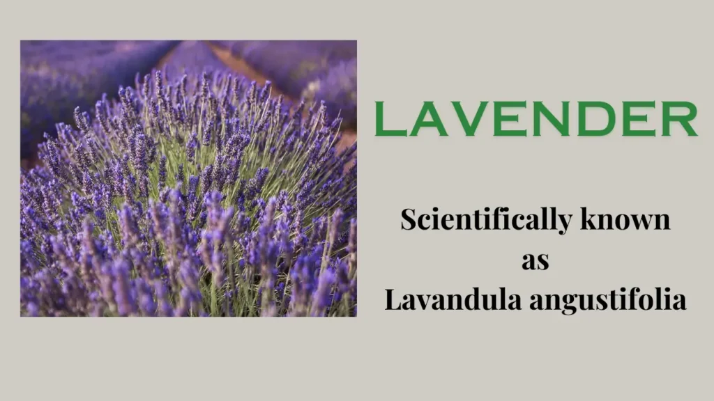 Lavender: Introduction, Cultivation, Uses and Benefits