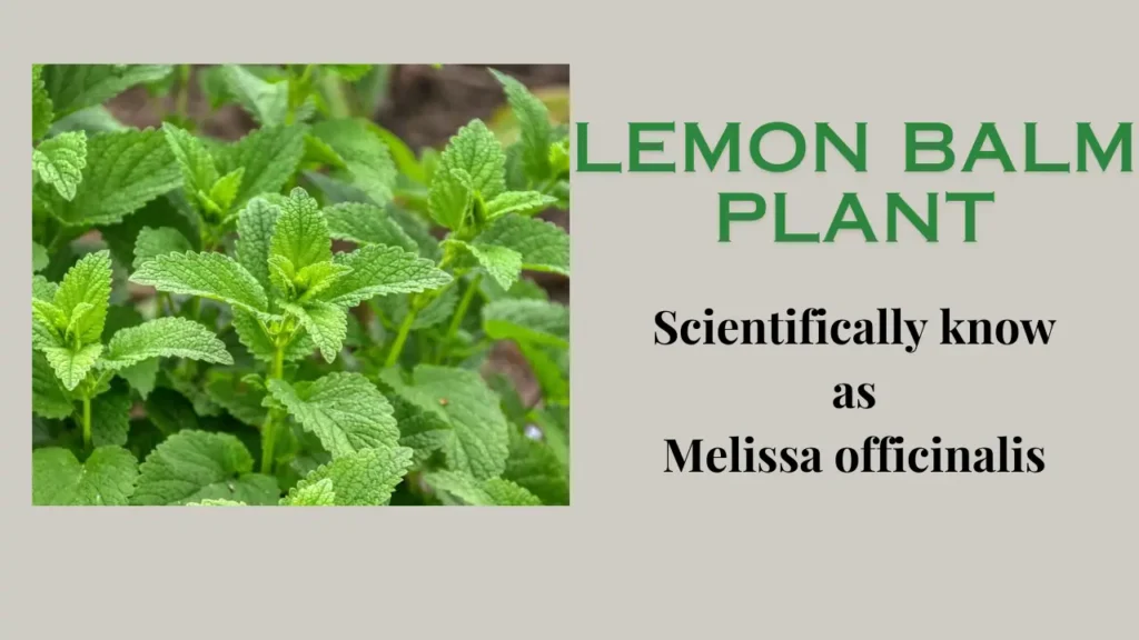 Lemon Balm Plant: Health Benefits, Uses, Precautions and Side Effects