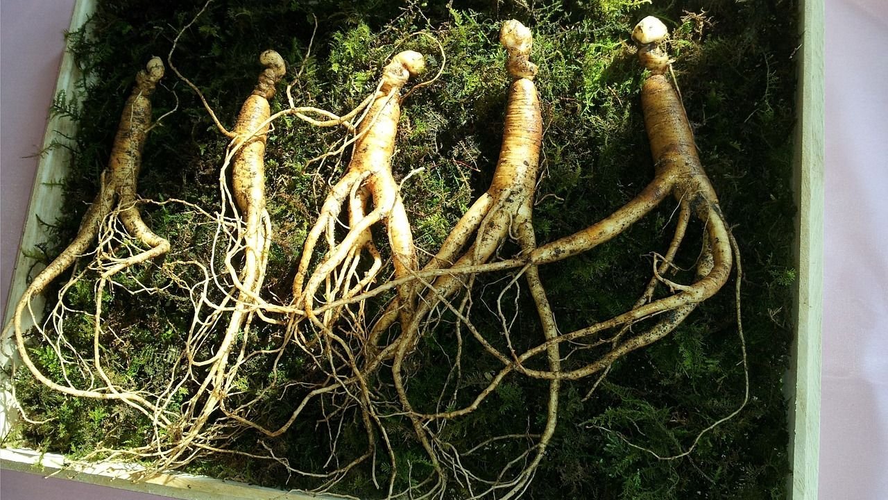 Health Benefits and Uses of Ginseng