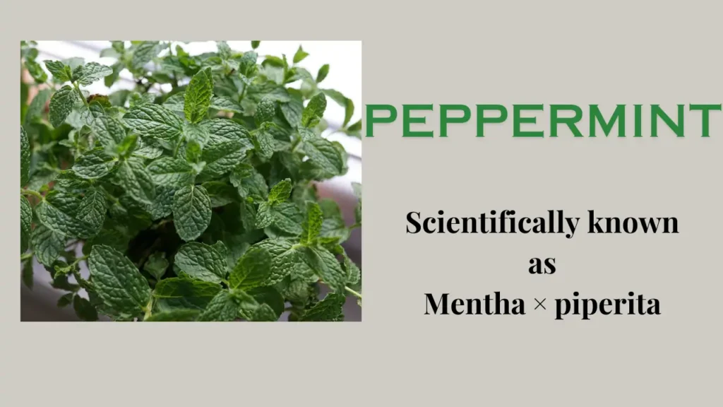 Peppermint: Characteristics, Health Benefits and Uses