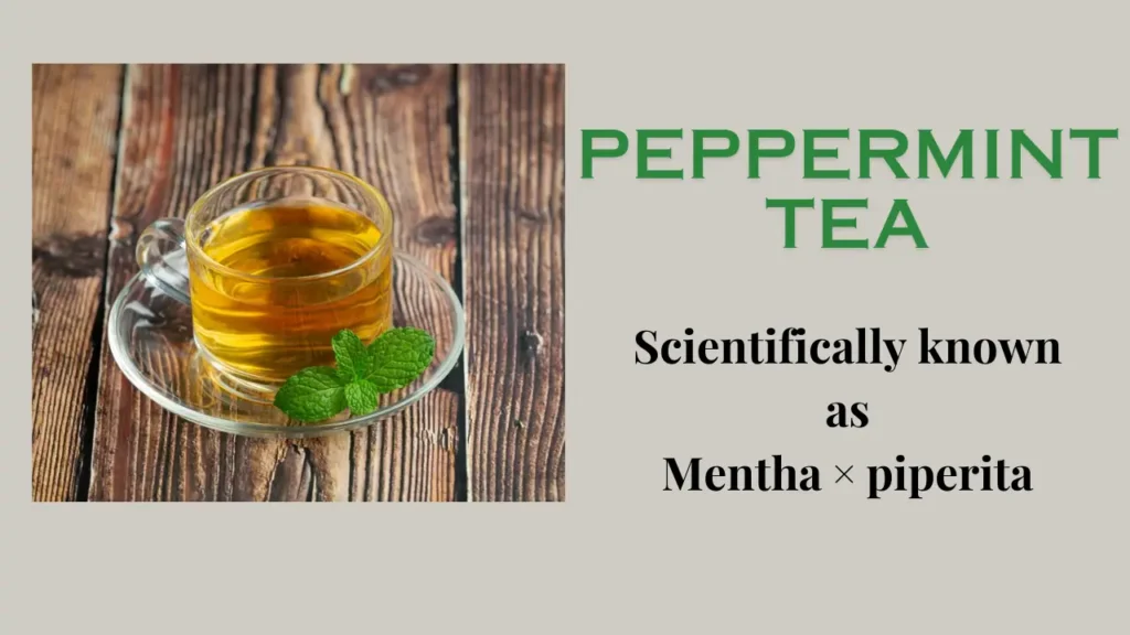 Peppermint Tea: Health Benefits and Nutritional Profile