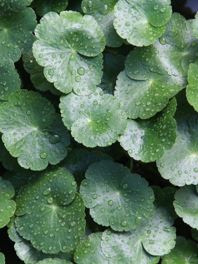 Keep these things in mind when using Gotu Kola