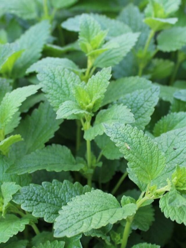 Lemon Balm Plant: Health Benefits, Uses, Precautions and Side Effects