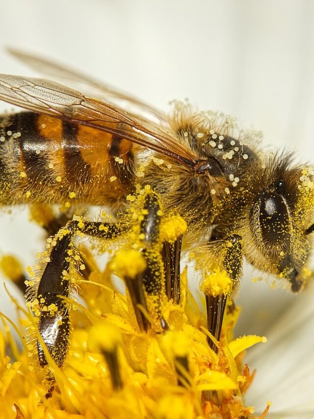 Pollination in plants can be explained in many ways