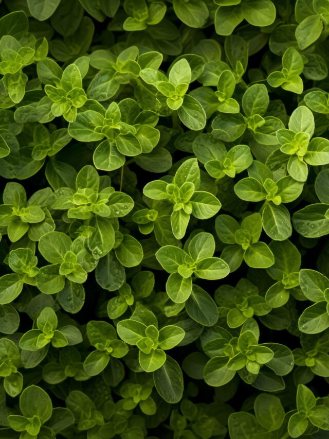Oregano provides many health benefits that you will be surprised to know.
