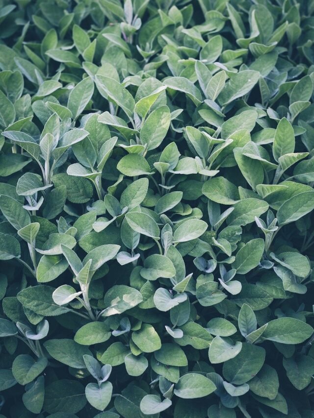 Health Benefits of Sage Herb