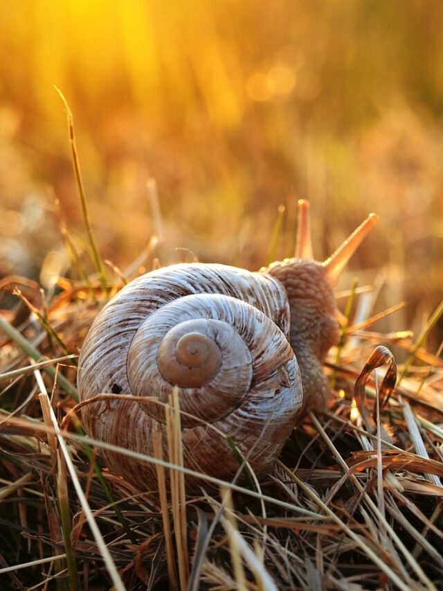 Snails have these main characteristics