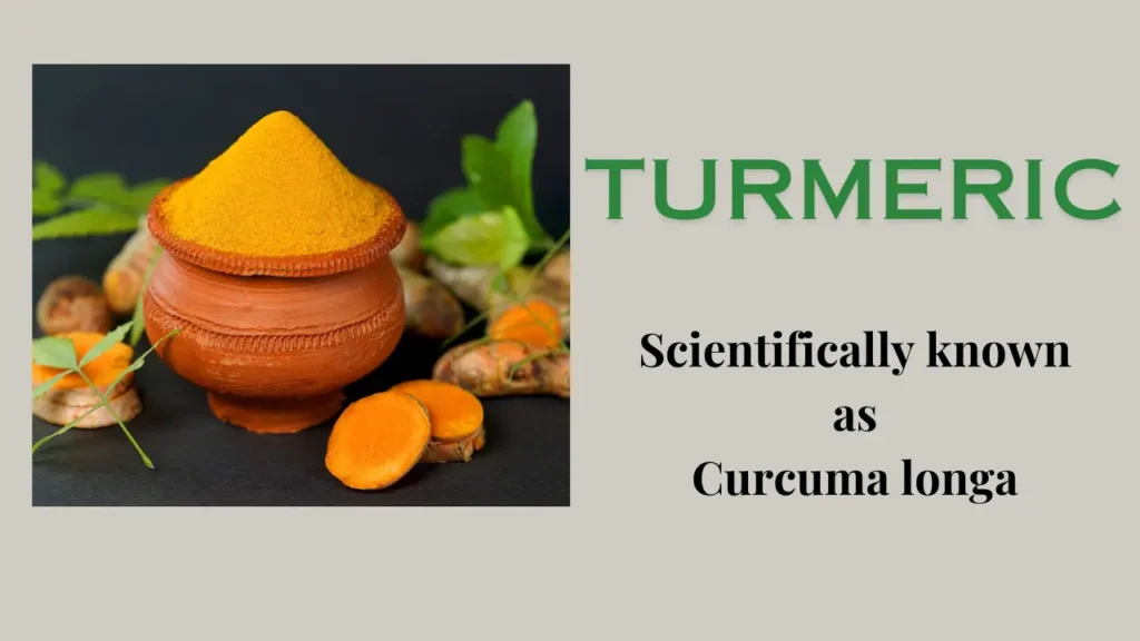 Turmeric – The Golden Spice: Health Benefits and Culinary Delights