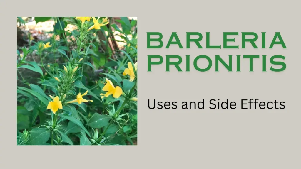 Barleria Prionitis: Uses and Side Effects