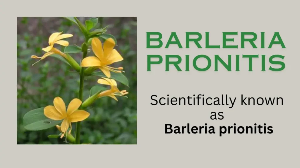 Barleria Prionitis: habit-habitat, properties, health benefits, uses