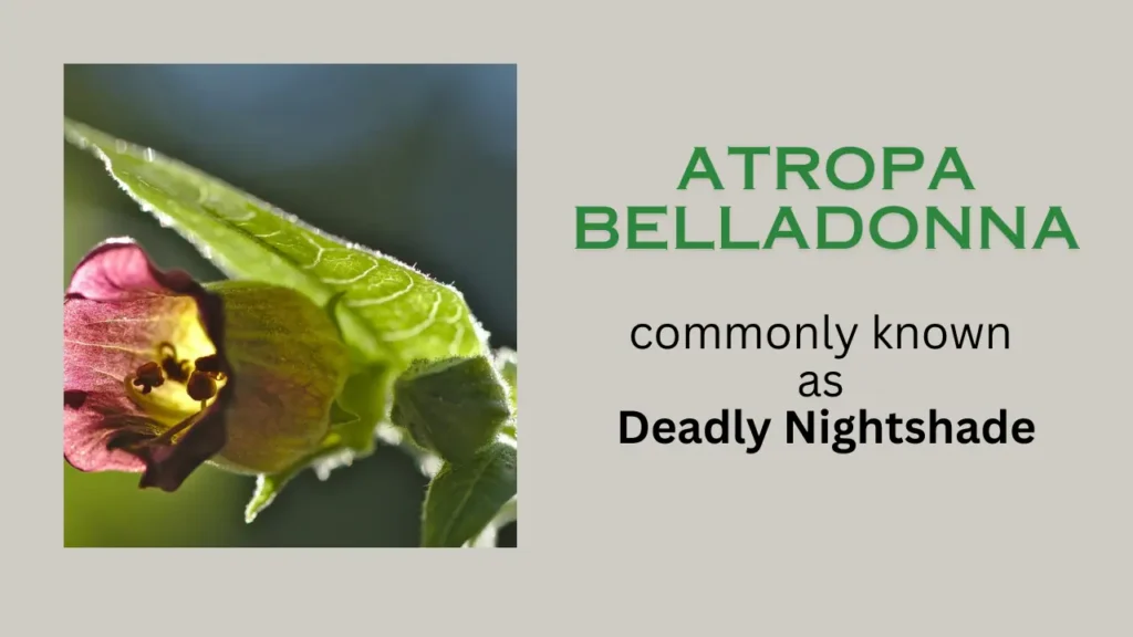 Atropa Belladonna: habitat, Chemical Composition, uses, Precautions